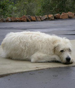 Bear Bear